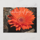 Search for gerbera postcards Blooms