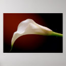 Search for calla posters Lilly