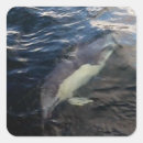 Search for swim with dolphins stickers Wildlife