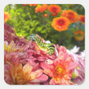 Search for caterpillars stickers Orange