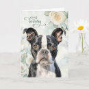 Search for boston terrier birthday cards Dogs