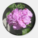 Search for geranium magnets Pink