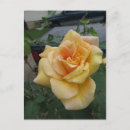 Search for intricate postcards Flower