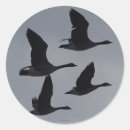 Search for canadian geese stickers Canada goose