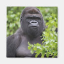 Search for silverback gorilla magnets Lowland