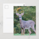 Search for deer buck postcards Beautiful