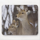 Search for young electronics Mammal