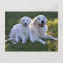 Search for golden retriever puppies postcards Puppy