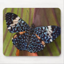 Search for tropical butterfly mousepads Blue