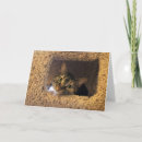 Search for tabby cards Pet