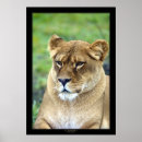 Search for lioness photography Cat
