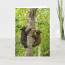 Search for black bear cards Climbing