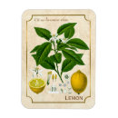 Search for fruit magnets Vintage