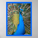 Search for blue peacock posters Colour