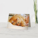 Search for maine coon cards Feline