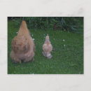 Search for hen postcards Chicken
