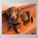 Search for labradoodle dog posters Cute