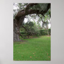 Search for oak tree posters Spanish