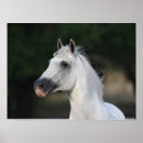 Search for stallion posters Grey