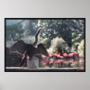 Search for anhingas posters Nature