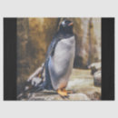 Search for penguin tissue paper Animals