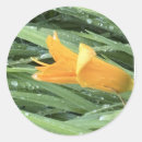 Search for still life stickers Yellow