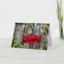 Search for praying mantis cards Photography