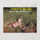 Search for cheetah on a birthday cards Fun