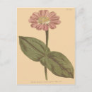 Search for violets postcards Botanical