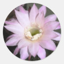 Search for cactus flower stickers Pink