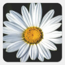 Search for shasta stickers Daisy