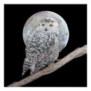 Search for snowy owl posters Portrait