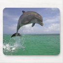 Search for wild life electronics Water