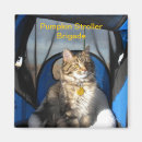 Search for pumpkin magnets Cats