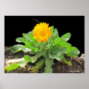 Search for calendula posters Green