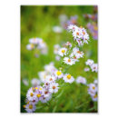 Search for asterism posters Summer