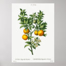 Search for orange fruit art Flowers