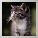 Search for whisker art Pets
