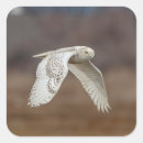 Search for snowy owl stickers Wild