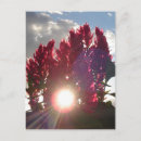 Search for flames postcards Bright