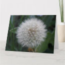 Search for flower seed cards Dandelion