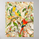 Search for colourful parrot posters Exotic
