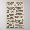 Search for vintage moth illustration posters Entomology