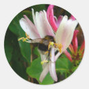 Search for honeysuckle stickers Floral