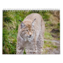 Search for lynx Bobcat