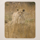 Search for lioness blankets Nature