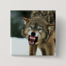 Search for grey wolf badges Animal