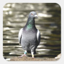 Search for pigeon stickers Animals