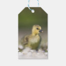 Search for easter photography Animals