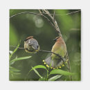 Search for displaying magnets Wildlife